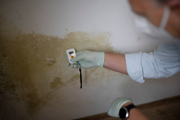 Best Water Damage Restoration  in Winchester, IL