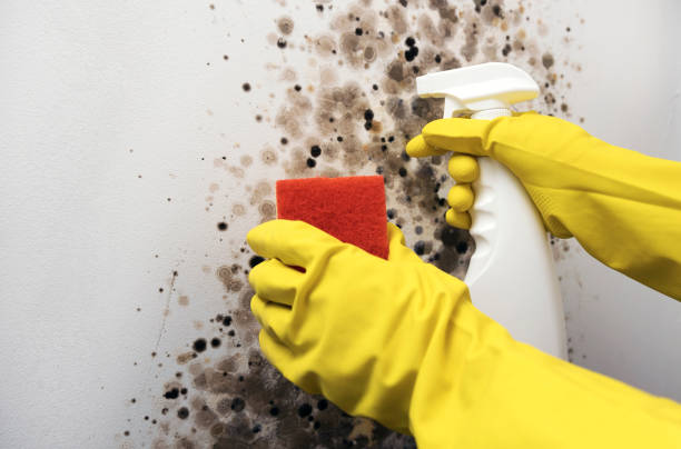 Attic Mold Removal in Winchester, IL