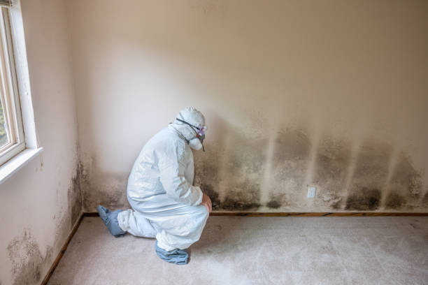 Best Mold Testing  in Winchester, IL