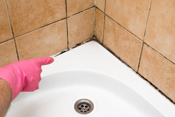 Best Crawl Space Mold Removal  in Winchester, IL